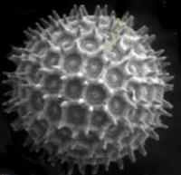 Advanced \STEM