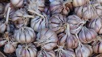 Growing Garlic Growing Garlic