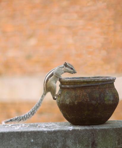 squirrel peering into a pot