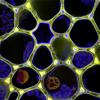 Prepare for university - mathematical biology